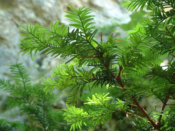 Taxus baccata / Tasso